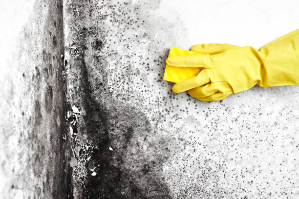Professional Mold Removal in Carolina Beach, NC