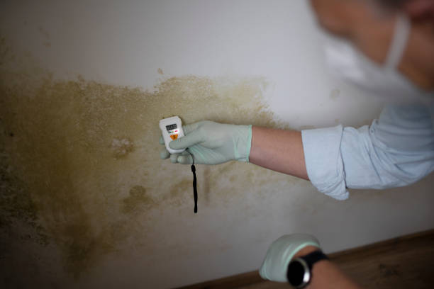 Best Mold Damage Repair  in Carolina Beach, NC