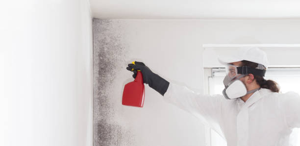 Best Attic Mold Removal  in Carolina Beach, NC
